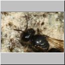 Panurgus calcaratus - Zottelbiene w001b 8mm - sucht-Nester-ab - Sandgrube Niedringhaussee-det.jpg